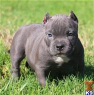 american pit bull puppy posted by Exotic Bully